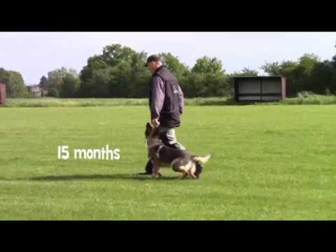 Lara z Jukasu - obedience & protection - 15-17 months