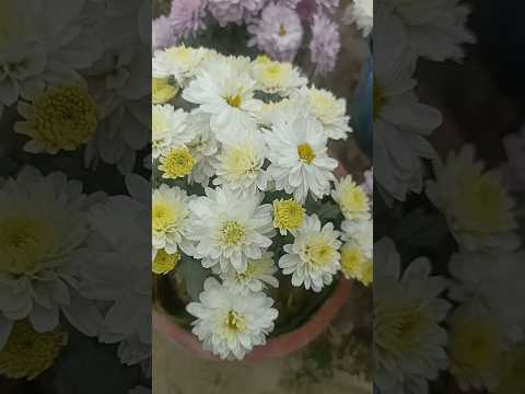 Fresh white chrysanthemum flowers ( negotiable price ) 1 kg