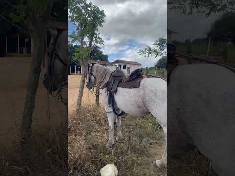 Feira do gado em São Sebastião-AL #cavalo #pecuarista #nordeste #alagoas #viral #shorts #fyp #fypシ