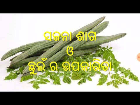 ସଜନା ଶାଗ ଏବଂ ଛୁଇଁର ଉପକାରିତା, odia benefits of drumsticks & leaves,odia health tips of drumsticks