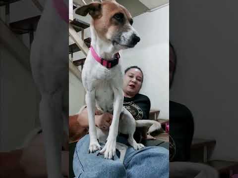 คุณนายแต้ม#dog #love #dogsofinstagram #beautiful #puppy #instagood #dogs#Short videos