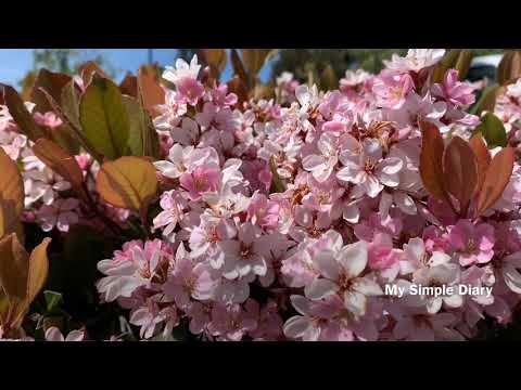 Indian Hawthorn, (Rhaphiolepis Indica) – Spring Blossom in America