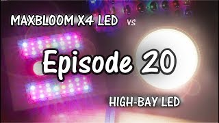 MaxBloom vs High Bay LED Grow Light Ep.20