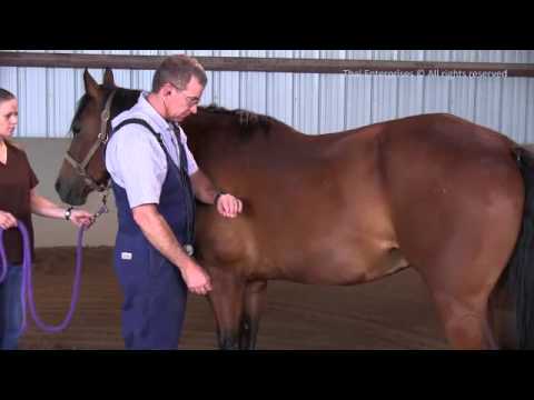 The Whole Horse Exam (WHE)