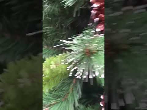 Vf Ninse Pin și brad 210