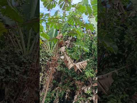 ATENÇÃO COELBA PERIGO REGIÃO AGUA FRIA MUTUIPE
