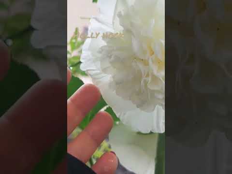 タチアオイの種を集めるのに最適な時期はいつですか?なぜそれを自己播種させないのでしょうか？  庭園