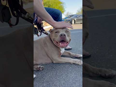 Wie Koda auf ein paar Tacos wartet. #Hund #Hundeliebhaber #Hundeshorts #Hunde