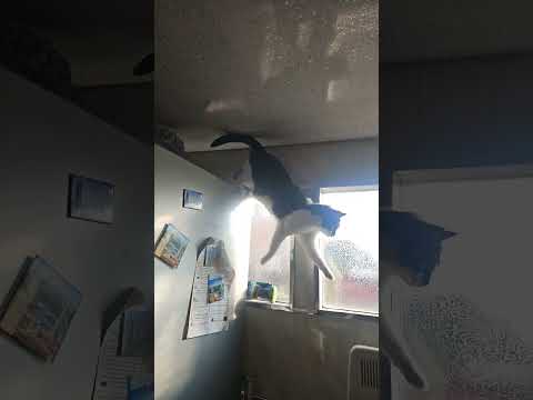 She is Coming Down from Her Night resting place . #subscribe #cat #cats #catlover #catshorts #pets