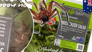 Huntsman spider found in Woolworths pre-packaged salad amid salmonella recall - TomoNews