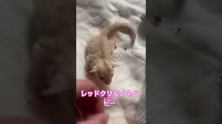 #フクモモ  #癒し #かわいい #フクモモベビー #フクロモモンガ #sugarglider #可愛い #cute #エキゾチックアニマル