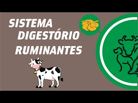 , title : 'SISTEMA DIGESTÓRIO DE RUMINANTES - BOCA ESÓFAGO E RÚMEN'
