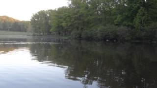 preview picture of video 'Beaver slaps tail while fishing at Green Lane Park.'