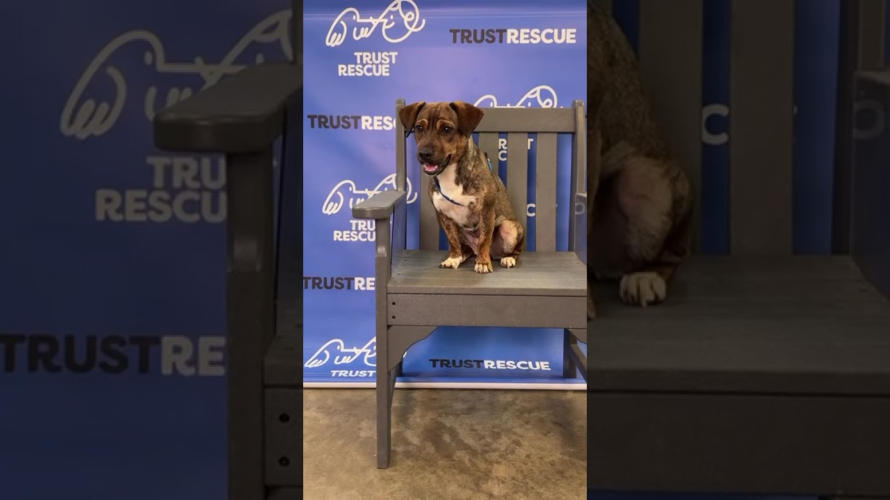 Enlarge CHESSIE, a Adoptable Terrier in Berlin, NJ video 6/6