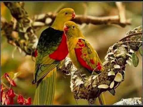 SURINDER KAUR- TERI YAAD AAYI(mr ambersariya)