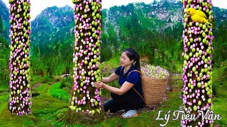 Harvest White Eggplant & Goes to the Market Sell -Harvesting & Cooking || Daily Life