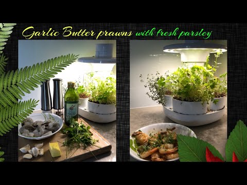 Garlic Butter Prawns Shrimp ala Gordon Ramsey - Simple Quick & Delicious Urbipod Urbotanica