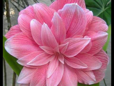 hasan zirak are ay shl  krmashan nuskhaya