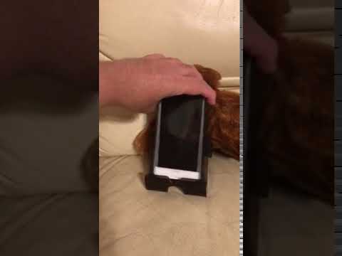 会計学科 iPhoneSiriと愛犬やまとAIロボットと会話してみる！木村勝則滋賀県高島市！