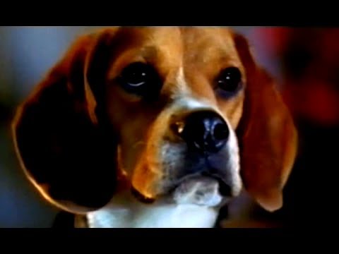 Trailer Cats & Dogs - Wie Hund und Katz