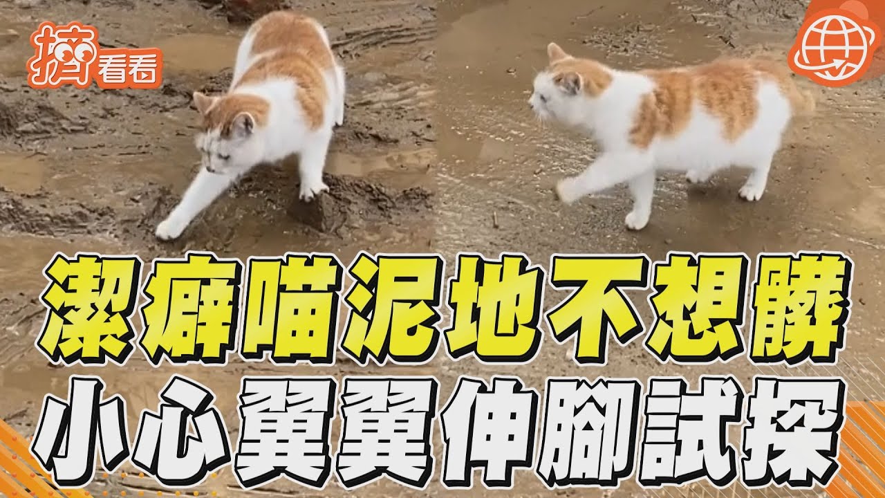 愛乾淨喵星人怒甩腳!河南「處女座喵」走泥巴路 紅遍貓奴圈