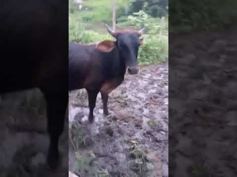 vaqueiro filma seu gado no pasto Baturité Ceará