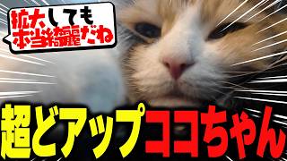 雑談しながら愛猫ココちゃんを超どアップで映す関優太【雑談】