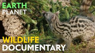 Forests on the Peaks: Wildlife of the Atlas Mountains and Andalusian Cedars | Jungle Planet