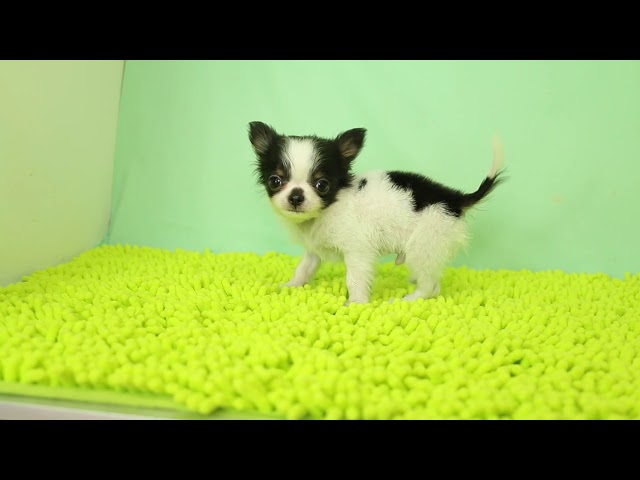 ブリーダー/ショップマロニエケンネル　MARRONNIER KENNELのチワワ・ロングコートで番号が2865です