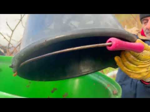 Weinberg Lese einer Riesling Auslese in Leutesdorf