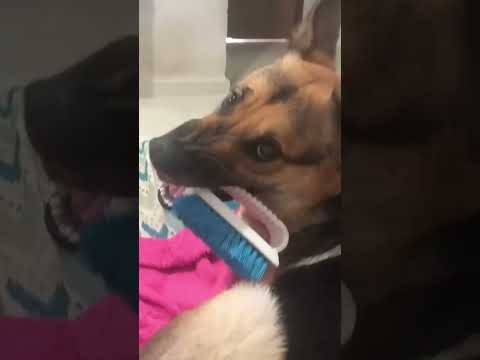 kkkk ja virão o  canal da safira kkkkkk quem quer parte 2???