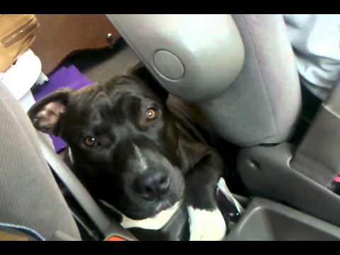 Road video: touring with dogs - Nicolette Good