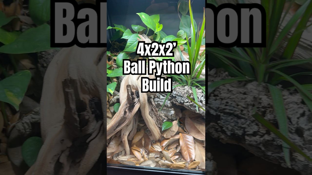 4x2x2’ Bioactive Ball Python Build #reptileshop #tucson #arizona #bioactive #terrarium #ballpython