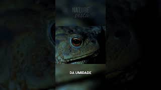 SAPOS: Os cantores da umidade anunciam a chegada noite! #documentário #natureza #vidaselvagem