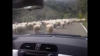 preview picture of video 'Michela incontra le pecorelle'