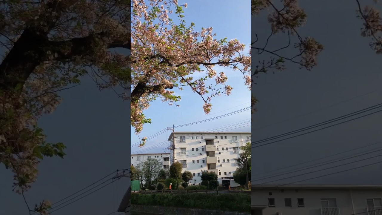 Beautiful view of Sakura in Japan! 🌸 #sakura #japan #japantravel #shorts