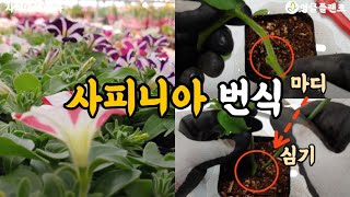 쉬운 사피니아 번식으로 