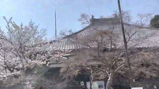 【下関市】功山寺の桜