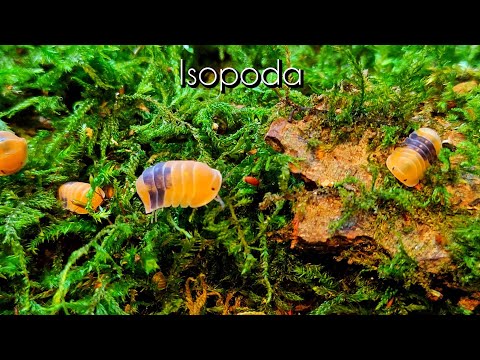 Asseln als Haustiere