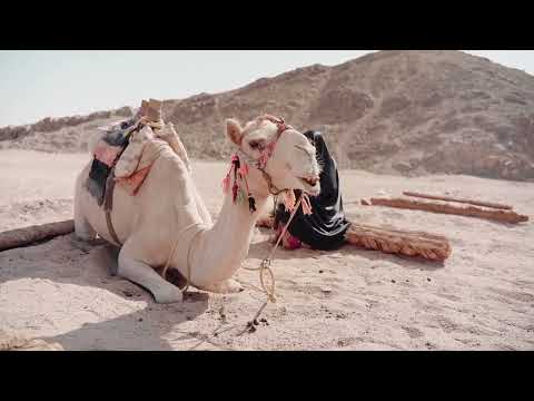 Jamel the Camel - Jamil and Jamila Songs for Kids