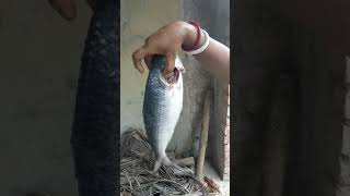 preview picture of video 'Hilsa fish in digha'