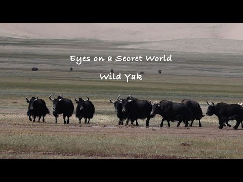 Eyes on a Secret World Ep 6: Wild yak