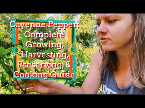 Cayenne Pepper: Complete Growing, Harvesting, Preserving, & Cooking Guide 🌶