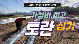 줄기, 뿌리, 잎사귀 무엇하나 버릴 것이 없는 작물