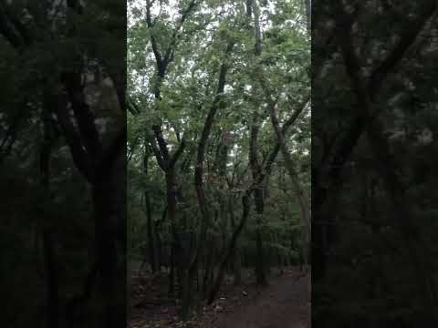 Rheinsteig Etappe 17: Lorch nach Assmannshausen #wandern #rheinsteig #nature