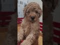 Mini Goldendoodle dogs for sale: JETT - MINI GOLDENDOODLE LOVELY PUPPY (RICHLAND, PA) - F1BB - Video 2