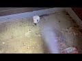 Exterminating the Fleas in the Basement in Middlesex, NJ