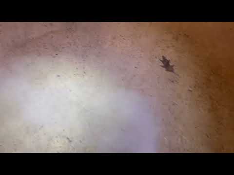 Exterminating the Fleas in the Basement in Middlesex, NJ