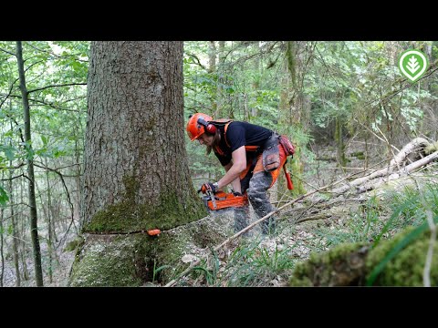 Savosta Saksan savotoille | Metsälehti