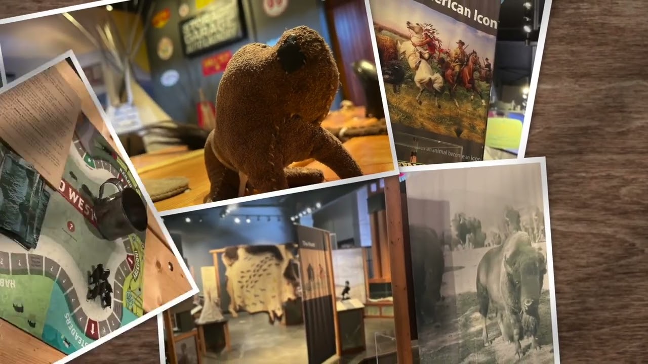 Bison - A Traveling Exhibit at Heritage Park
